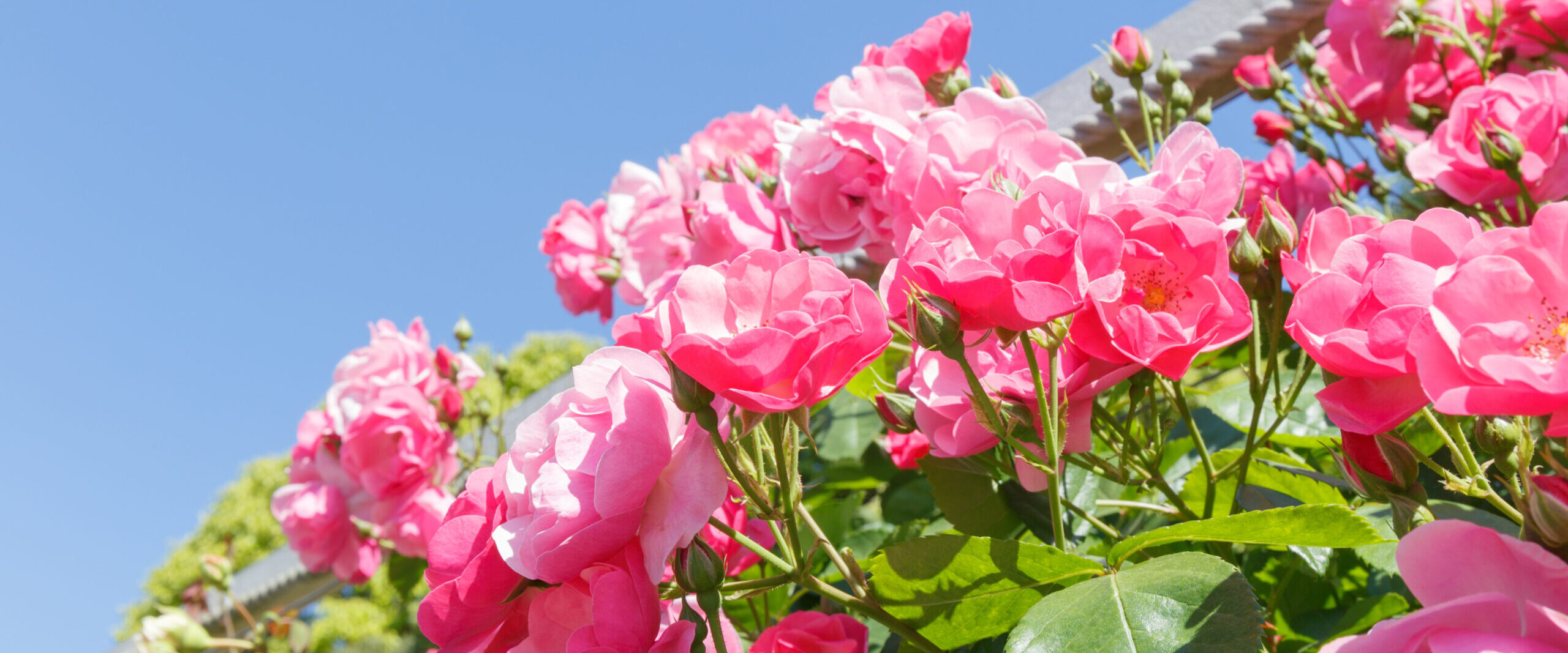 メインビジュアル2