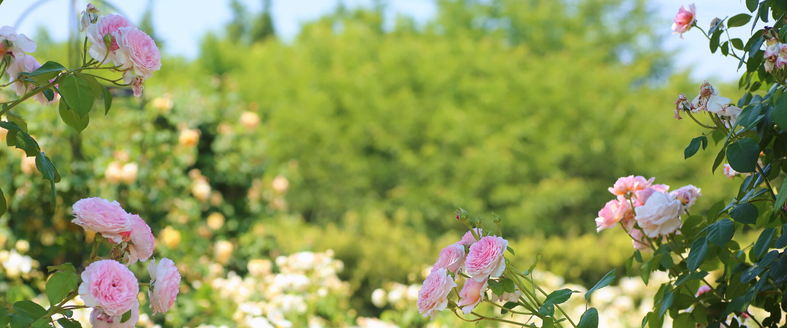 メインビジュアル1